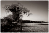 Tree and field